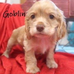 puppy, for, sale, Cocker Spaniel, Joe & Cherri  Overlease, dog, breeder, Miller, MO, dog-breeder, puppy-for-sale, forsale, nearby, find, puppyfind, locator, puppylocator, aca